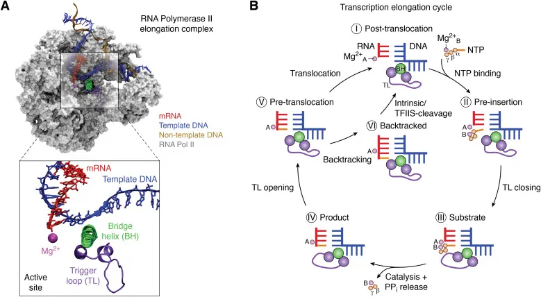 Detailed structure of RNA polymerase II showing active site and bridge helix