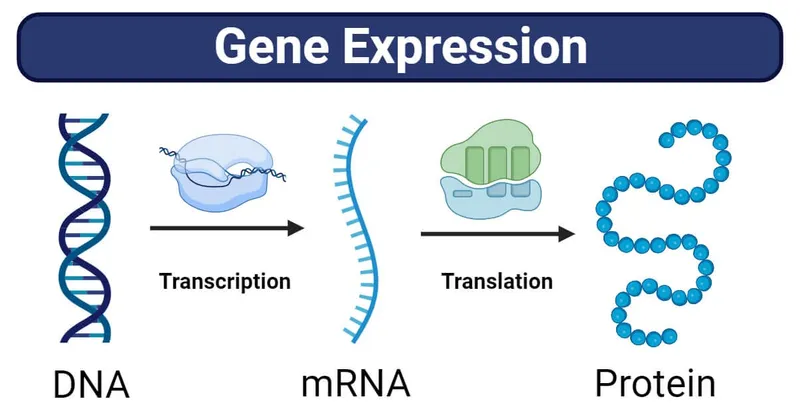 Comprehensive overview of transcription and translation process showing DNA to RNA to protein
