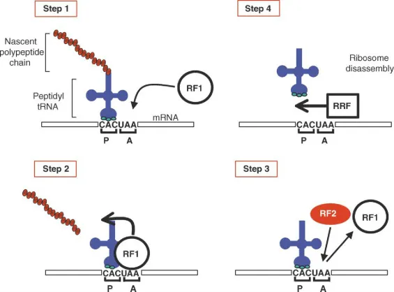 Translation termination showing release factors and peptide release
