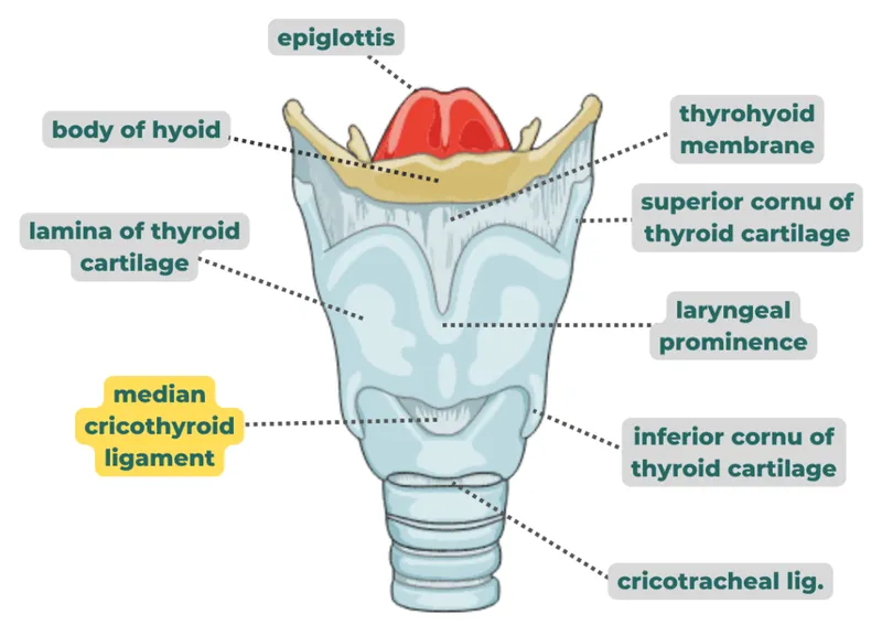 Surgical airway anatomy showing cricothyroid membrane landmarks