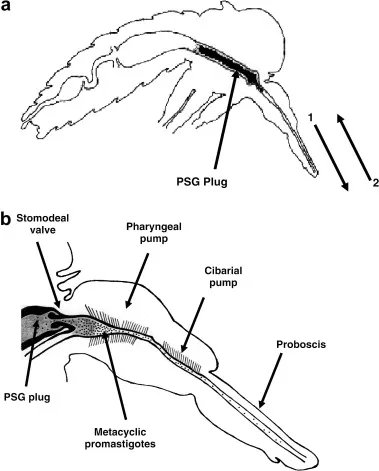 Detailed diagram of sandfly feeding mechanism and Leishmania transmission