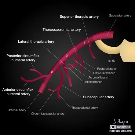 axillary artery anatomy branches