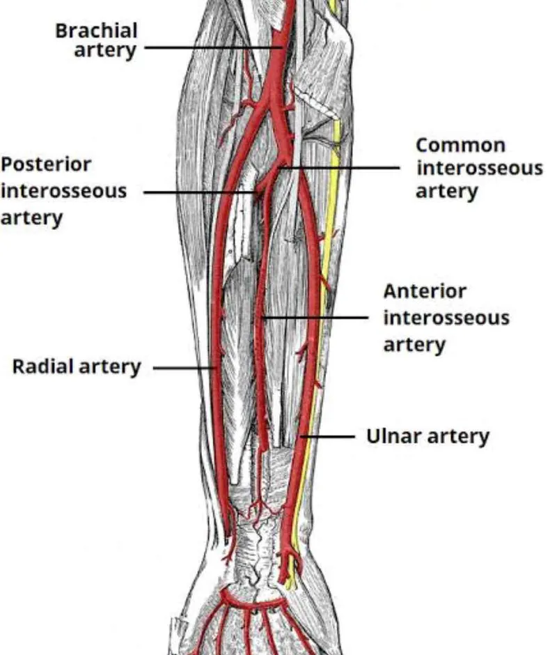 radial ulnar artery forearm anatomy