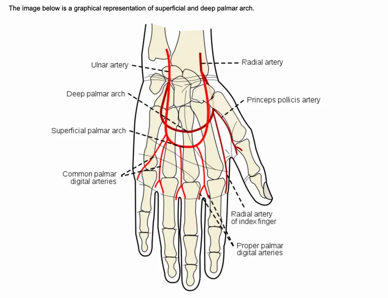 superficial deep palmar arch anatomy