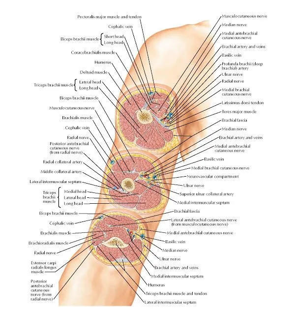 Cross-sectional anatomy of arm and thigh showing muscle compartments