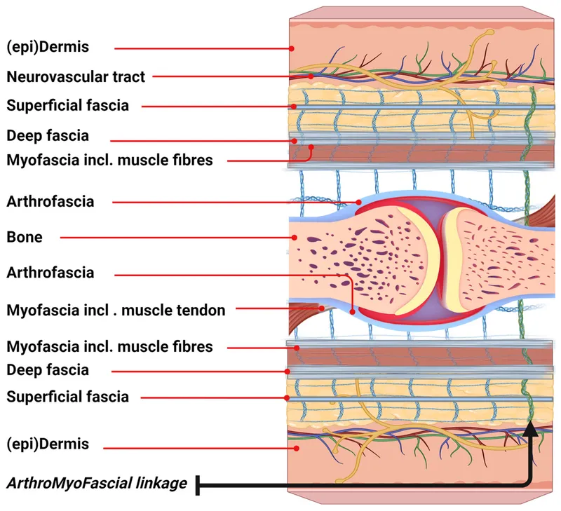 Fascial system anatomy and force transmission patterns