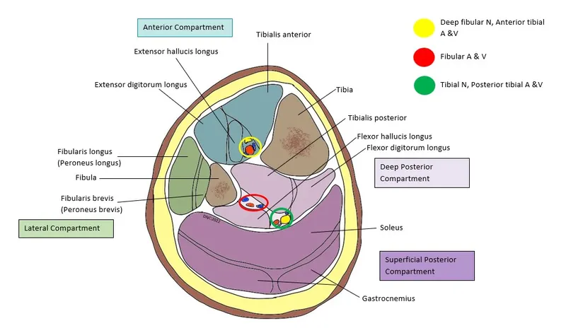 Muscle compartment anatomy of arm and leg cross-sections