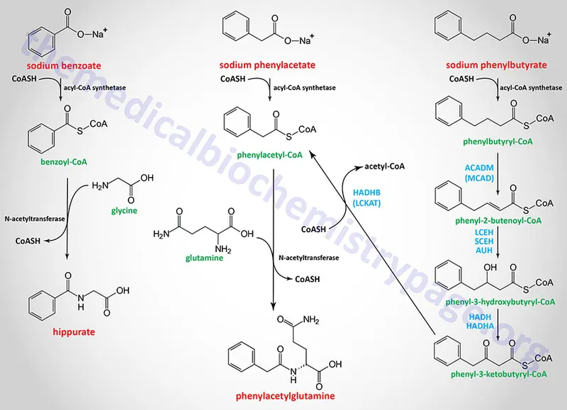 Nitrogen scavenging pathways showing benzoate and phenylacetate mechanisms