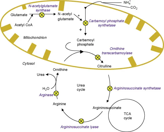 Urea cycle compartmentalization between mitochondria and cytosol