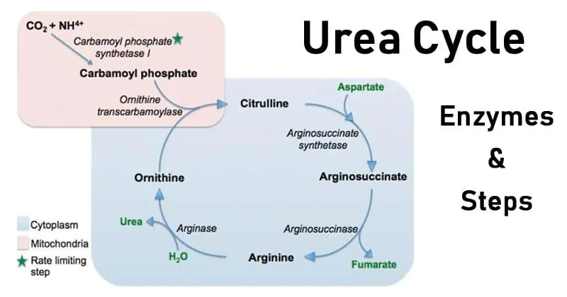 Detailed urea cycle pathway showing all five enzymatic steps