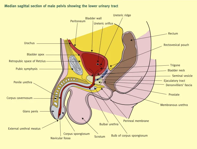 Detailed anatomical diagram of male urogenital system with surgical landmarks