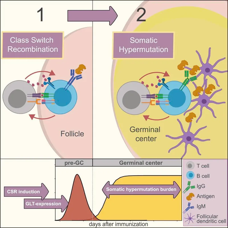 Germinal center formation and B cell maturation process diagram