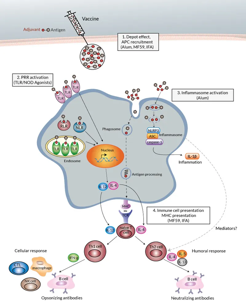 Adjuvant mechanism comparison showing different immune pathway activation