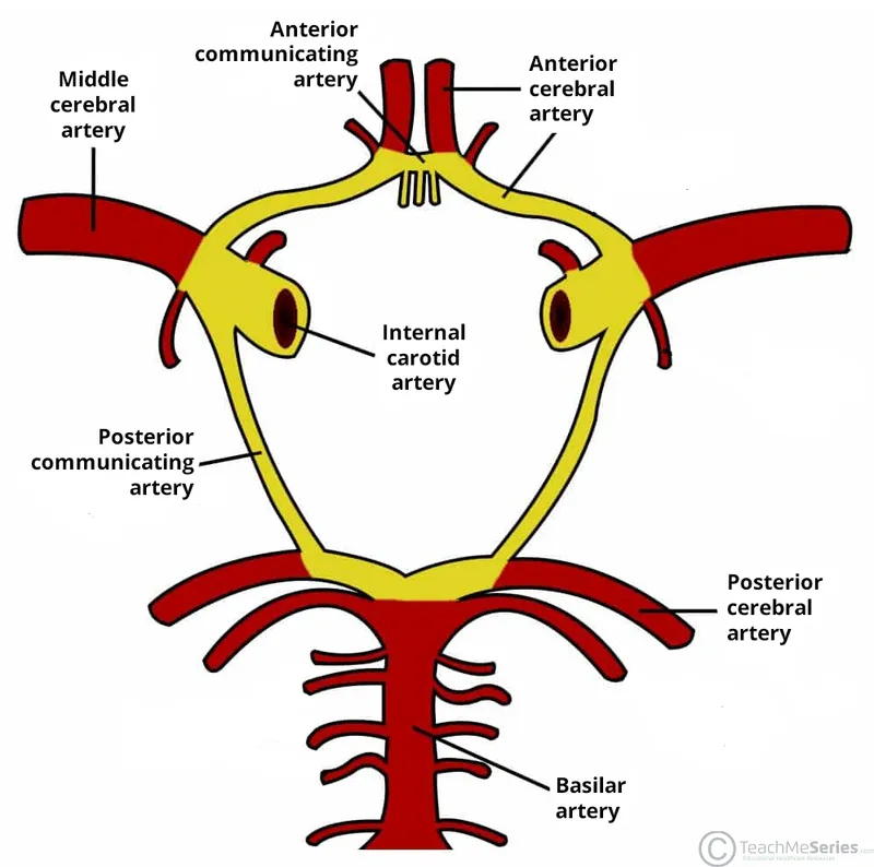 Anatomical diagram of complete Circle of Willis showing all seven component arteries