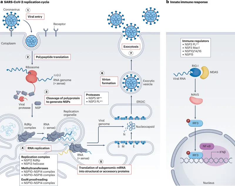 Diagram showing antiviral drug mechanisms targeting different stages of viral replication