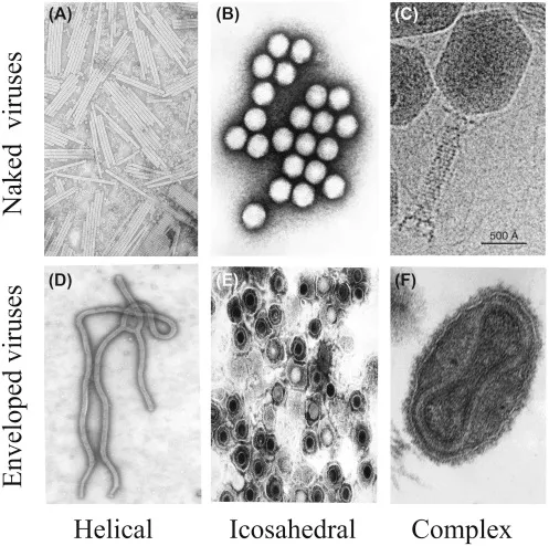 Detailed electron microscopy comparison of enveloped and non-enveloped virus structures