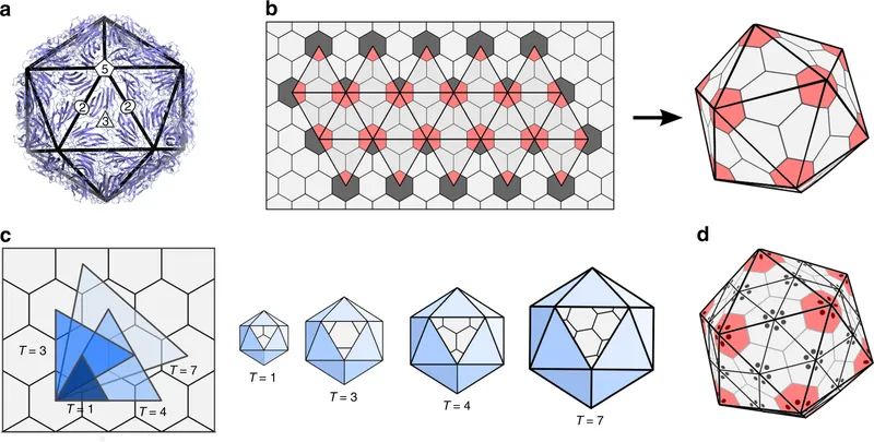 3D molecular model showing icosahedral capsid symmetry with protein subunit arrangement