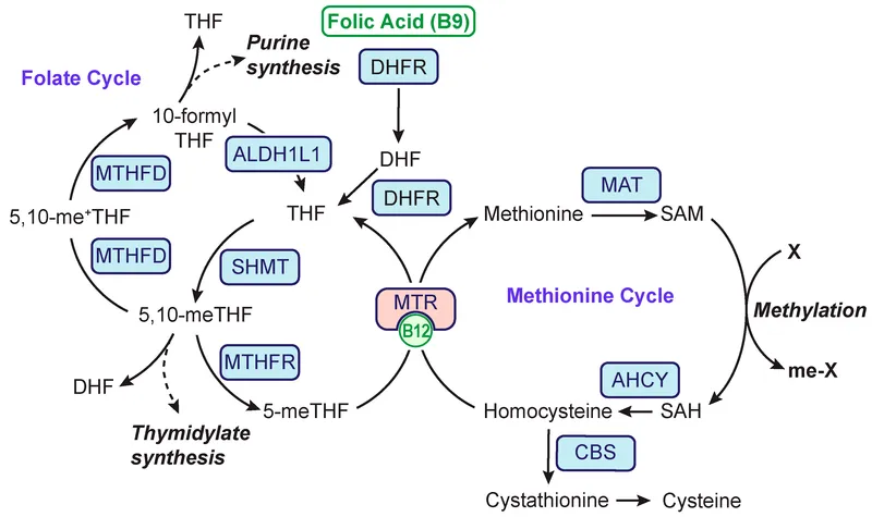 Complex biochemical pathway diagram showing vitamin interactions in one-carbon metabolism