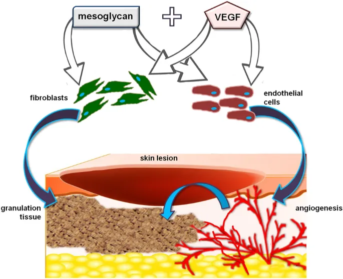 Angiogenesis process in wound healing showing new blood vessel formation
