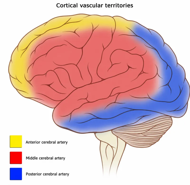 Cortical vascular territories of cerebral arteries