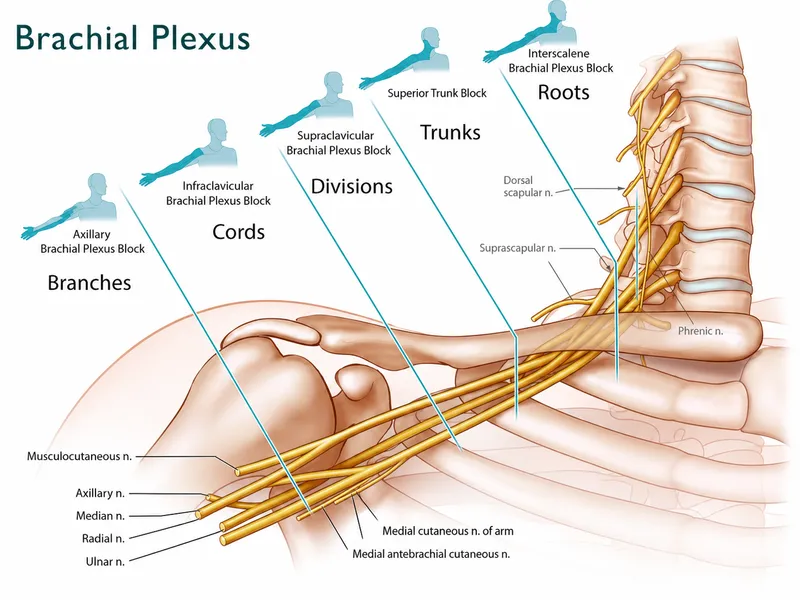 Brachial Plexus Anatomy and Regional Nerve Blocks