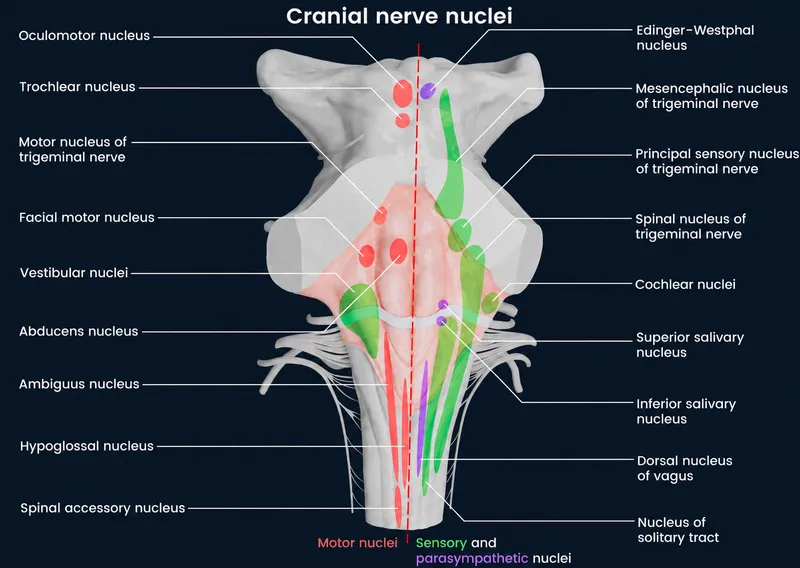 Cranial nerve nuclei in the brainstem