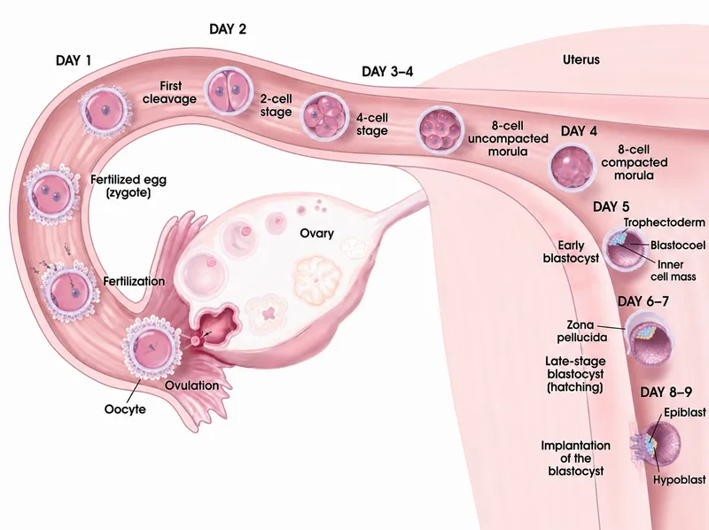 Fertilization, blastocyst development, implantation