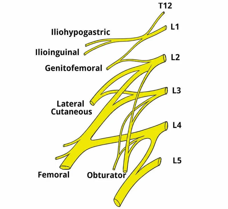 Lumbar Plexus Diagram