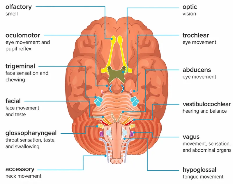 The 12 cranial nerves