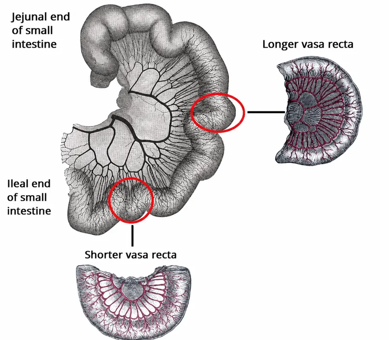 Vasa Recta of Small Intestine