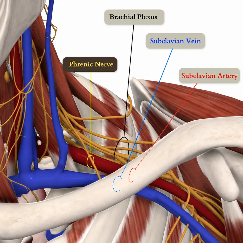 Brachial Plexus, Phrenic Nerve, Subclavian Vein/Artery