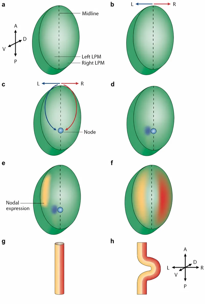 Left-right axis formation in embryonic development