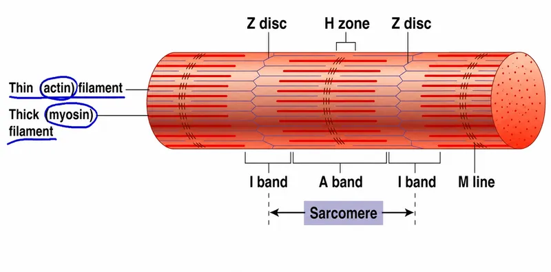 Sarcomere diagram with labeled bands and filaments