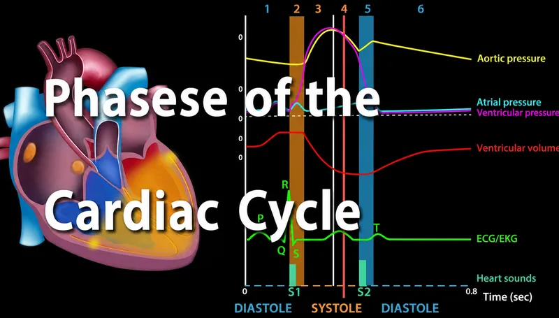 Wiggers Diagram: Cardiac Cycle