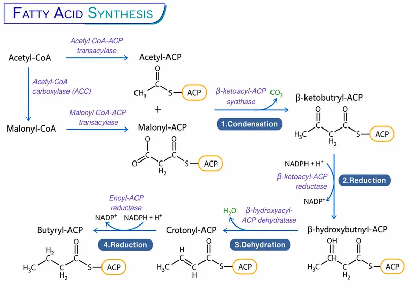 Fatty Acid Synthesis Cycle