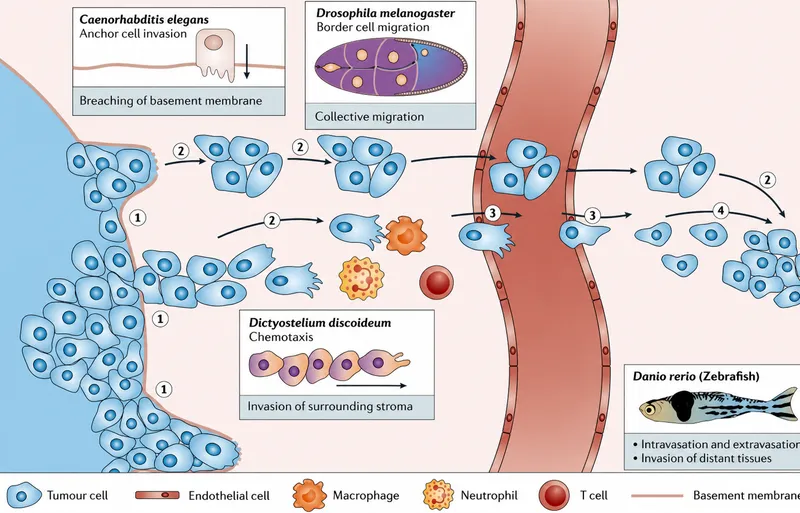 Tumor cell invasion and metastasis diagram