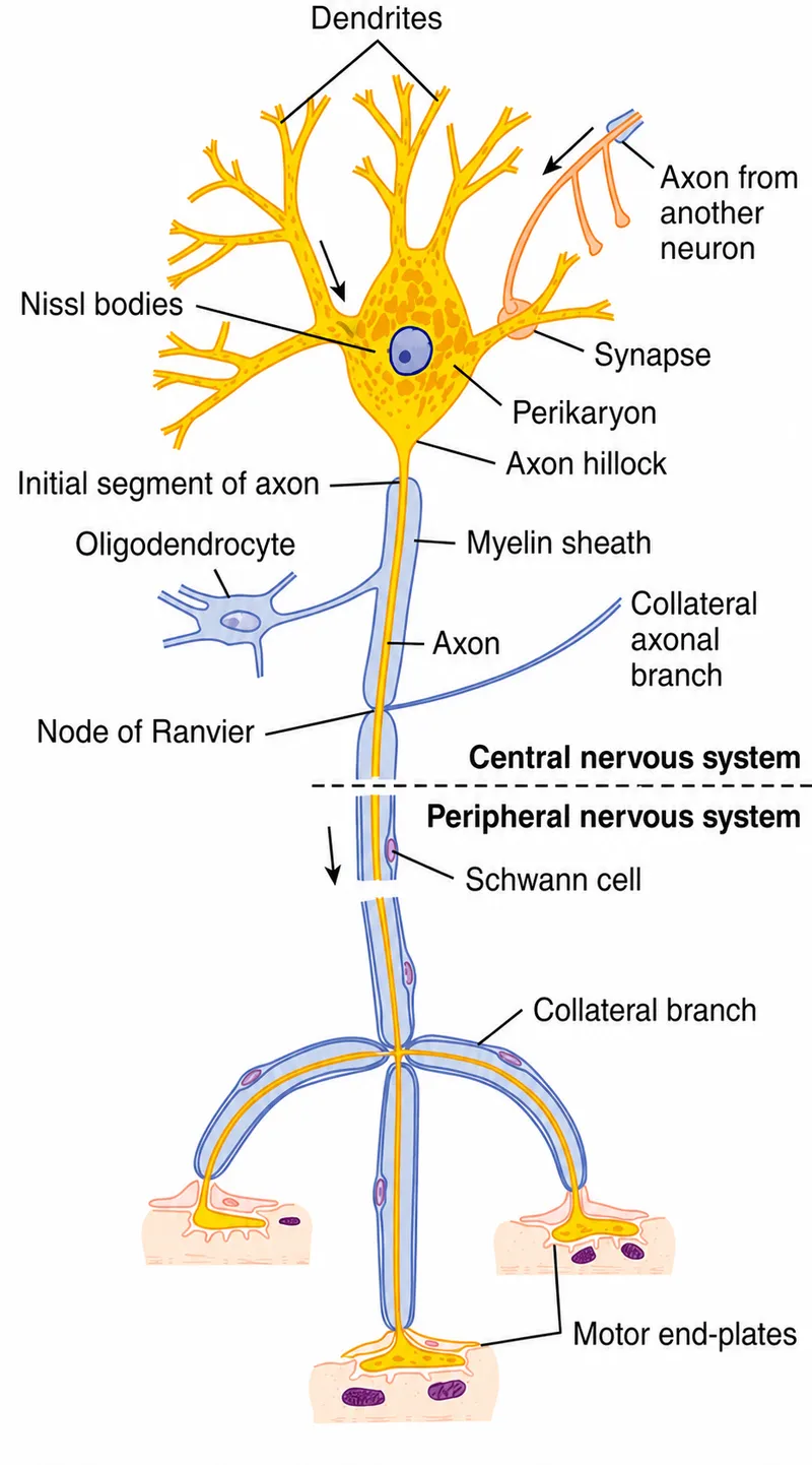 Neuron diagram with labeled parts and impulse direction