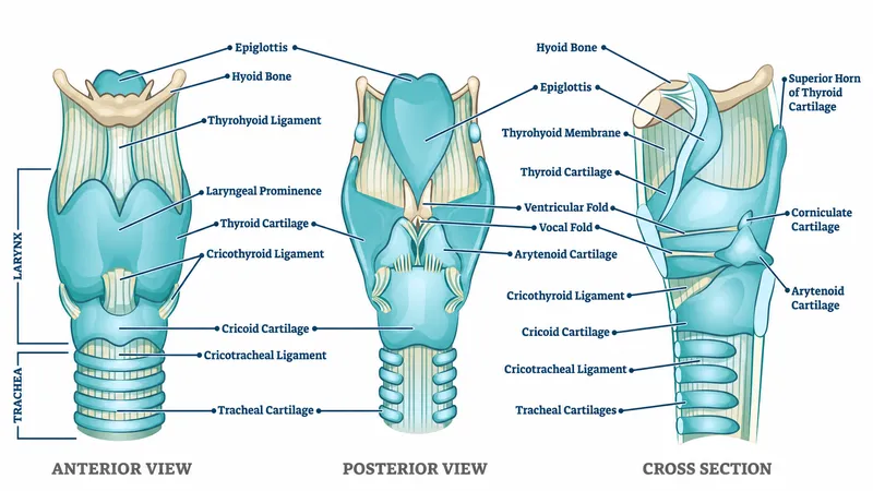 Detailed laryngeal anatomy showing cartilages muscles and vocal folds