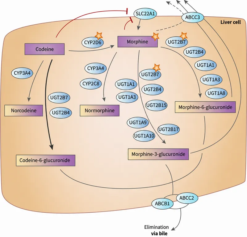 morphine metabolism pathway