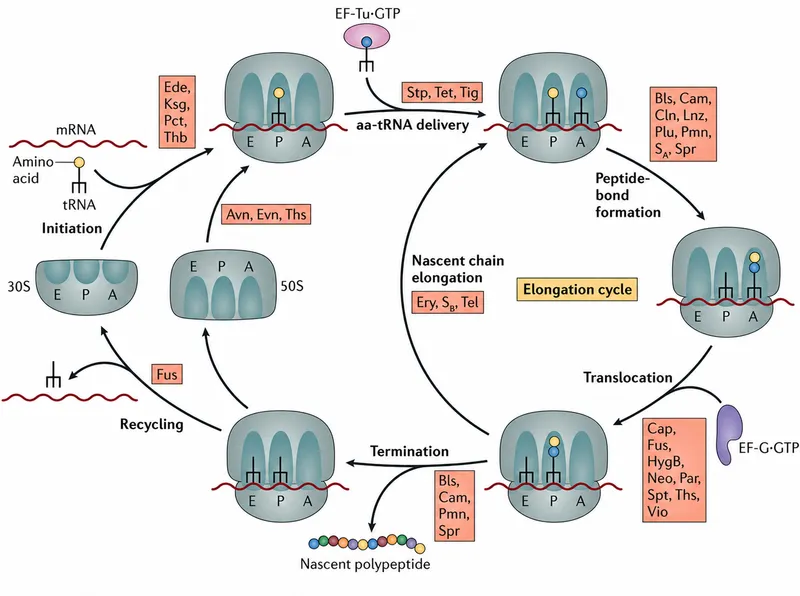 Bacterial Ribosome Translation Cycle & Antibiotic Targets