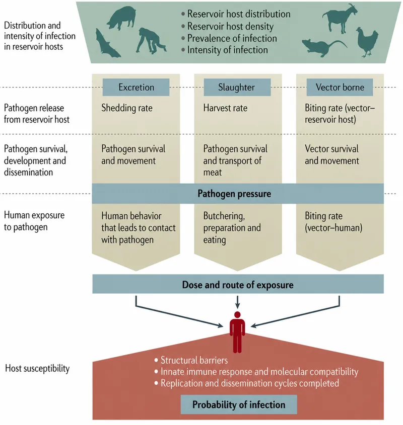 Zoonotic transmission pathways and factors