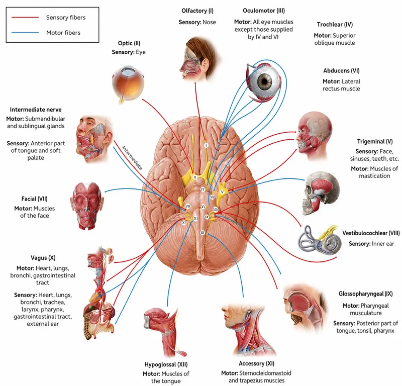 Cranial Nerves for Speech and Swallowing