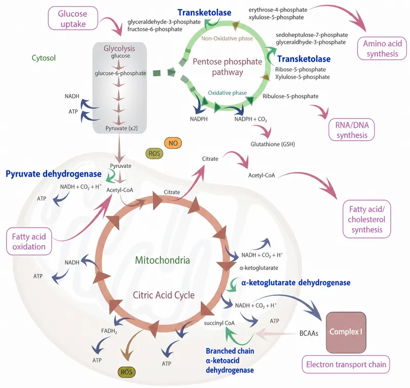Cellular Energetics Pathways Overview