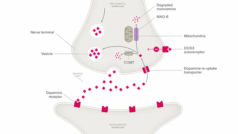 Dopamine Synapse: Reuptake and Degradation