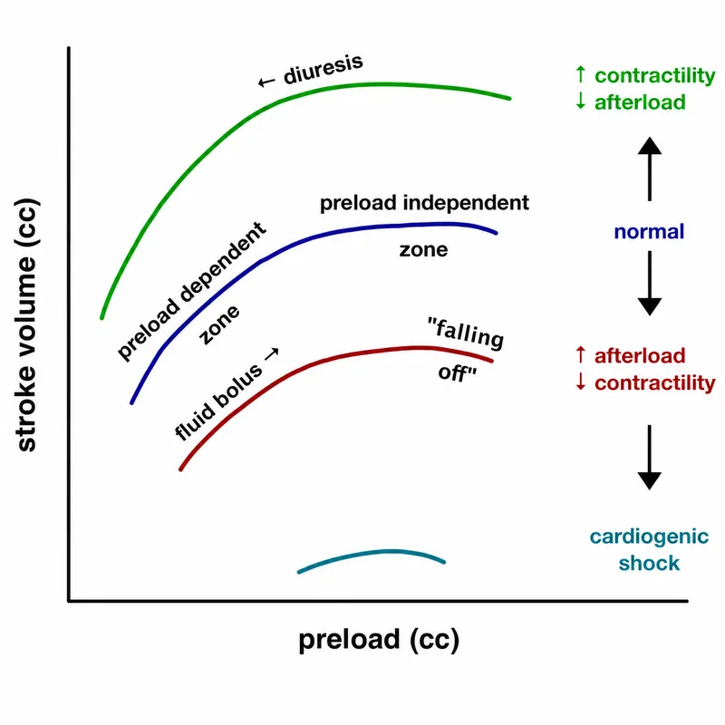 Diagram showing Frank-Starling mechanism and cardiac output regulation