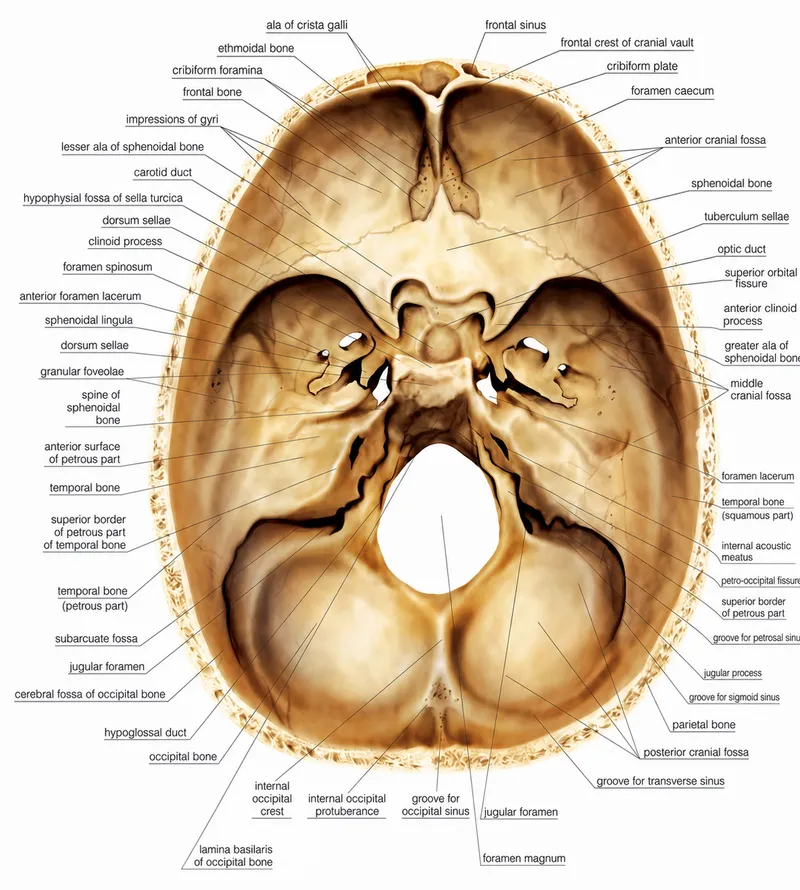 Skull base superior view with foramina labels