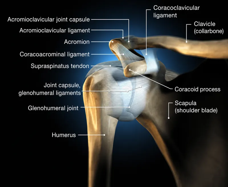 Glenohumeral joint anatomy