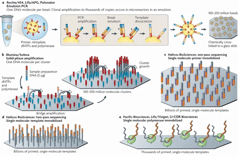 Next-Generation Sequencing Amplification Methods