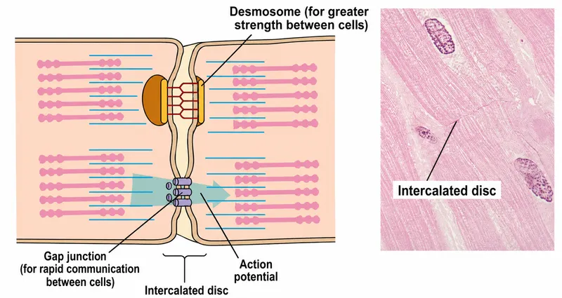 Cardiac muscle intercalated disc ultrastructure
