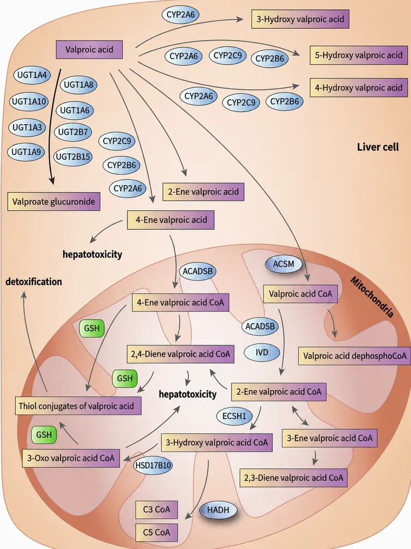 Valproic Acid Metabolism and Hepatotoxicity